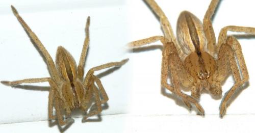 Micrommata sp.